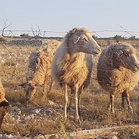 Luciana Апартаменты